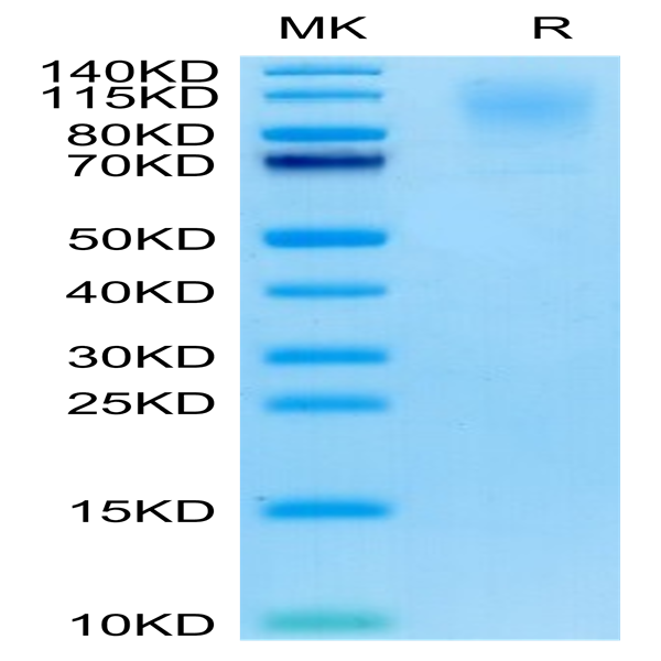 Cynomolgus CD43 Protein (CD4-CM143) Cynomolgus CD43 Protein (CD4-CM143)