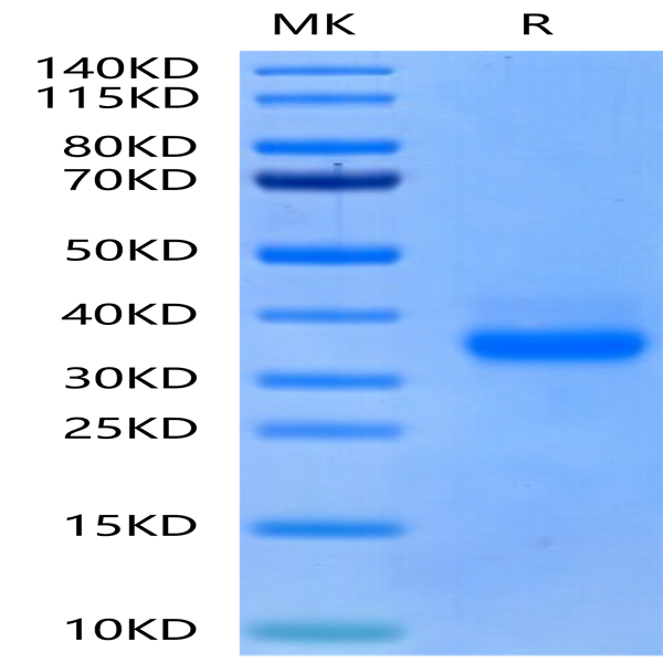 Canine CD40/TNFRSF5 Protein (CD4-DM140)