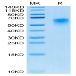 Canine CD46 Protein (CD4-DM146)