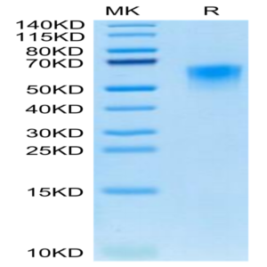 Canine CD46 Protein (CD4-DM146)