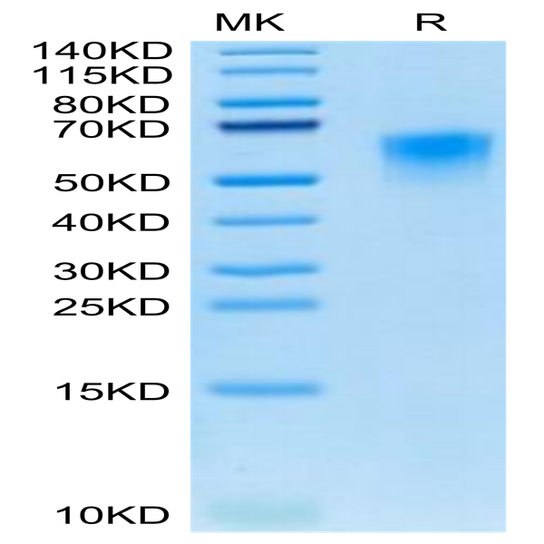 Canine CD46 Protein (CD4-DM146)