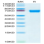 CD4-HM146-3