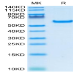Human CD40/TNFRSF5 Protein (CD4-HM240)