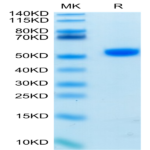 Biotinylated Human CD4/LEU3 Protein (CD4-HM401B)