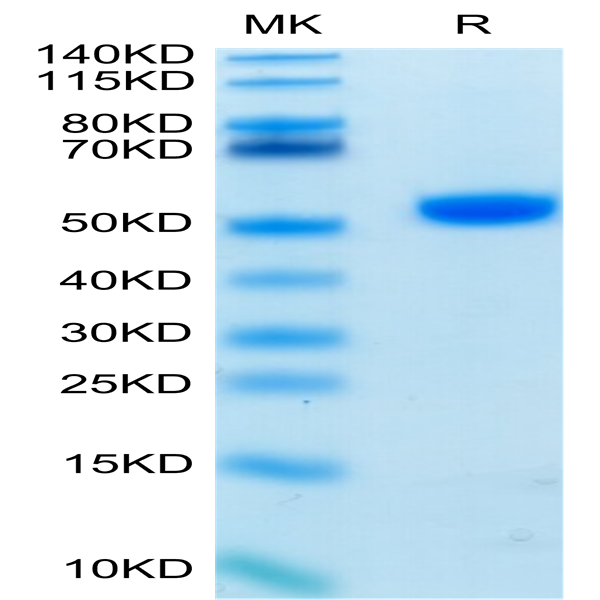 Biotinylated Human CD4/LEU3 Protein (CD4-HM401B)
