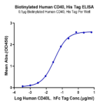 Biotinylated Human CD40/TNFRSF5 Protein (CD4-HM440B)