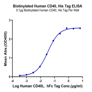 Biotinylated Human CD40/TNFRSF5 Protein (CD4-HM440B)