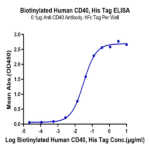 Biotinylated Human CD40/TNFRSF5 Protein (CD4-HM440B)