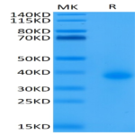 Biotinylated Human CD40/TNFRSF5 Protein (CD4-HM440B)