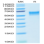 Mouse CD4/LEU3 Protein (CD4-MM101)