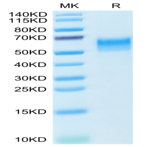 Mouse CD4/LEU3 Protein (CD4-MM101)