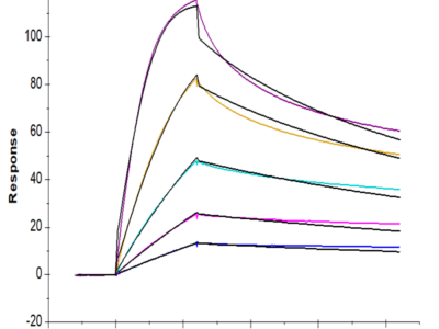 Mouse CD40/TNFRSF5 Protein (CD4-MM140)