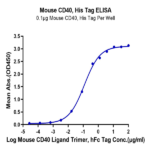 Mouse CD40/TNFRSF5 Protein (CD4-MM140)