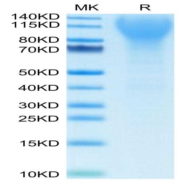 Mouse CD43 Protein (CD4-MM143)