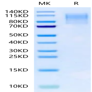Mouse CD43 Protein (CD4-MM243)