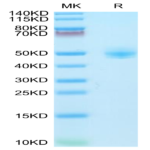 Rhesus macaque CD4/LEU3 Protein (CD4-RM101)