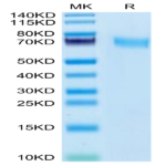 Cynomolgus CD55 Protein (CD5-CM105)