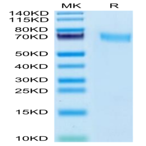 Cynomolgus CD55 Protein (CD5-CM105)