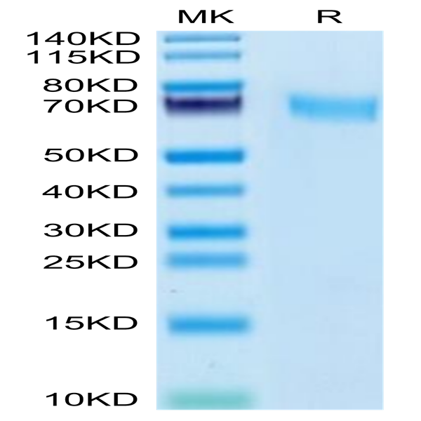 Cynomolgus CD55 Protein (CD5-CM105)