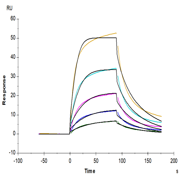 Human CD58 Protein (CD5-HM208) Human CD58 Protein (CD5-HM208)