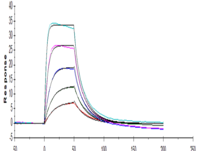 Human IL-2 R alpha/CD25 Protein (CD5-HM425)