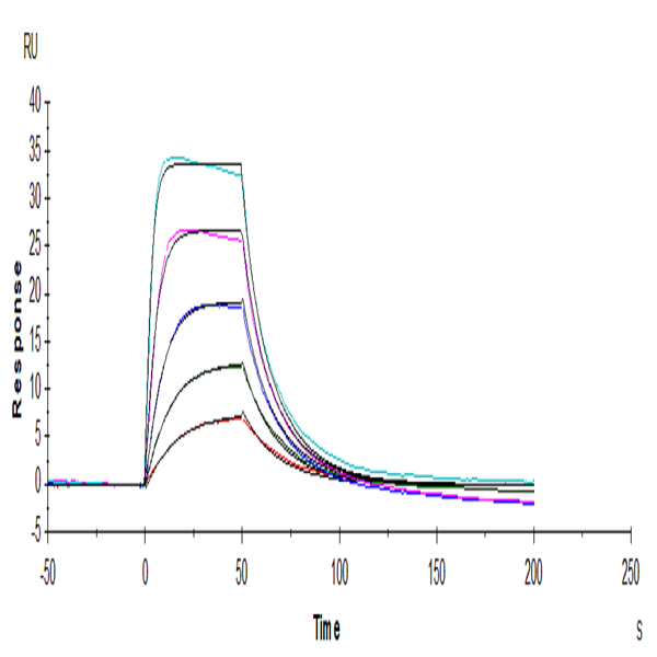 Human IL-2 R alpha/CD25 Protein (CD5-HM425) Human IL-2 R alpha/CD25 Protein (CD5-HM425)
