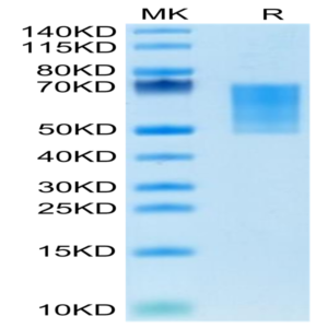Mouse CD55 Protein (CD5-MM105)