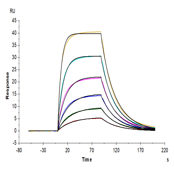 Mouse IL-2 R alpha/CD25 Protein (CD5-MM125) Mouse IL-2 R alpha/CD25 Protein (CD5-MM125)