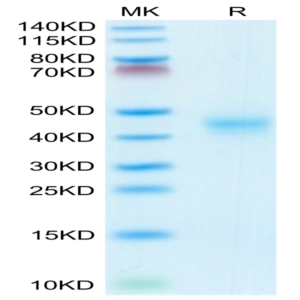 Mouse CD52 Protein (CD5-MM252)