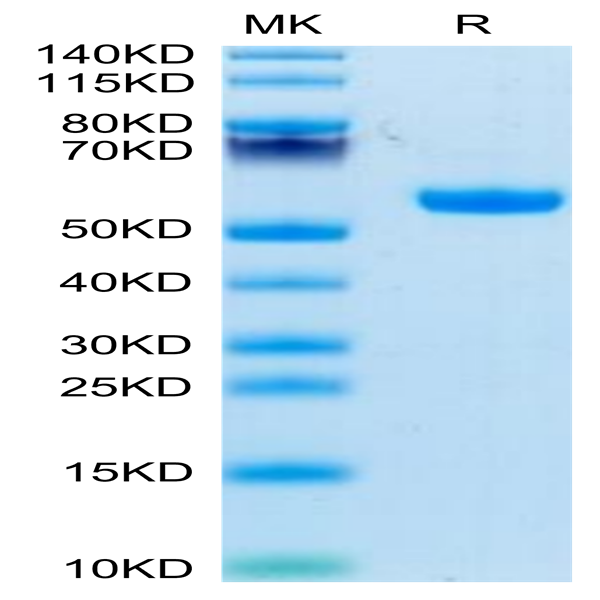 Biotinylated Rhesus macaque CD5 Protein (CD5-RM405B)