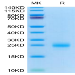 Cynomolgus CD69/CLEC2C Protein (CD6-CM196)
