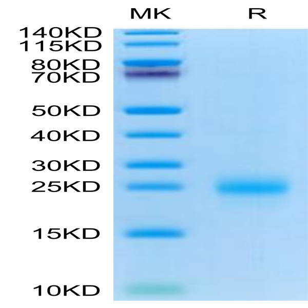 Cynomolgus CD69/CLEC2C Protein (CD6-CM196)