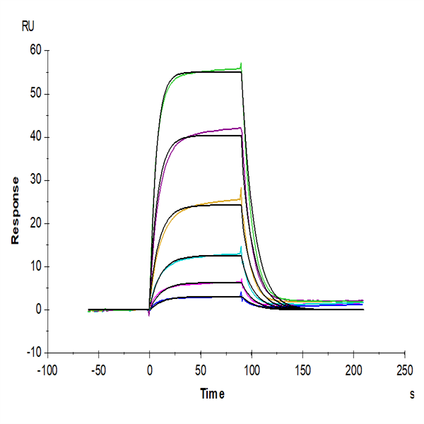 Human CD6 Protein (CD6-HM101) Human CD6 Protein (CD6-HM101)
