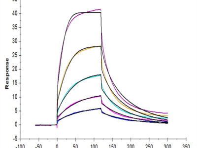 Cynomolgus/Rhesus macaque CD47 Protein (CD7-CM147)