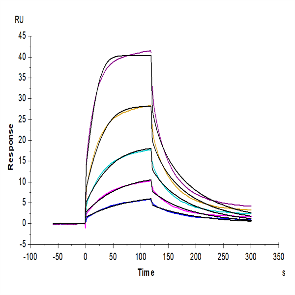 Cynomolgus/Rhesus macaque CD47 Protein (CD7-CM147) Cynomolgus/Rhesus macaque CD47 Protein (CD7-CM147)