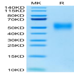 Cynomolgus/Rhesus macaque CD47 Protein (CD7-CM147)