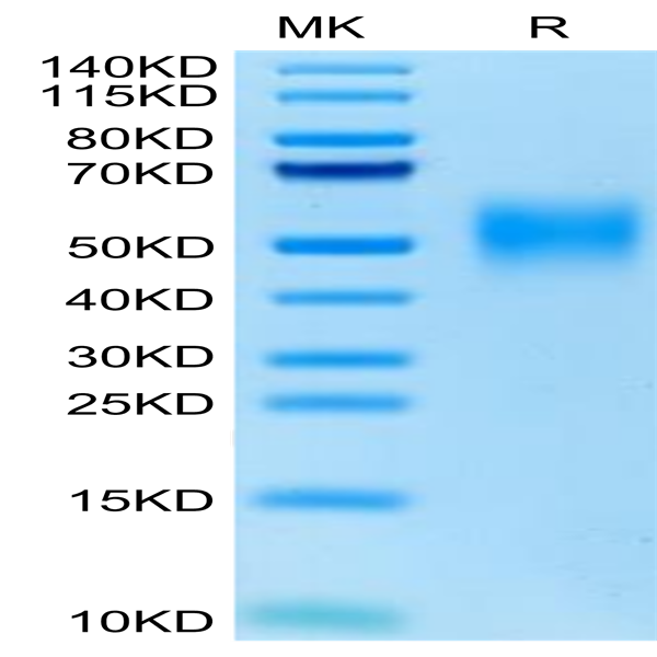 Cynomolgus/Rhesus macaque CD47 Protein (CD7-CM147)