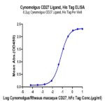 Cynomolgus CD27 Ligand/CD70 Protein (CD7-CM170)