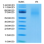 Cynomolgus CD27 Ligand/CD70 Protein (CD7-CM170)