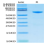 Cynomolgus CD73/NT5E Protein (CD7-CM173)