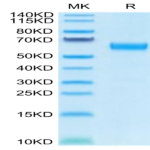 Human CD47 Protein (CD7-HM247)