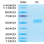 Human CD79B Protein (CD7-HM29B)