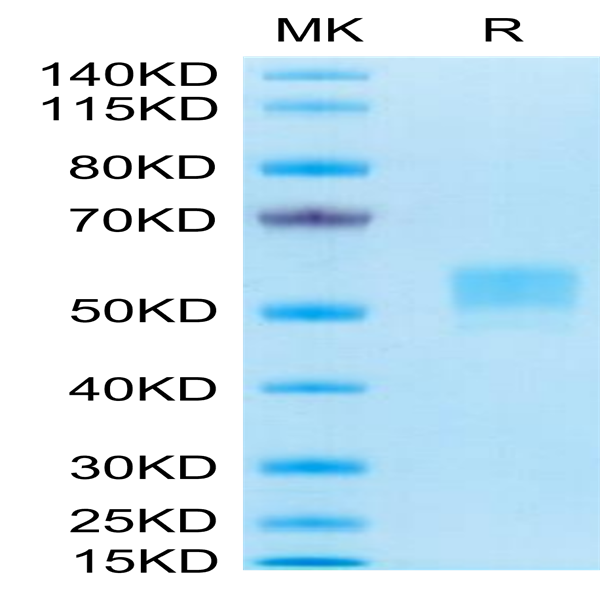Human CD79B Protein (CD7-HM29B)