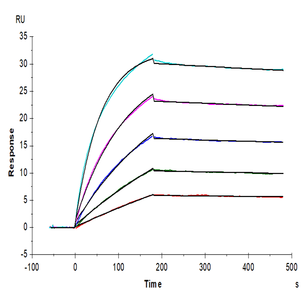 Human IL-17R alpha/CD217 Protein (CD7-HM2RA) Human IL-17R alpha/CD217 Protein (CD7-HM2RA)