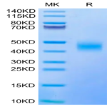Biotinylated Human CD47 Protein (CD7-HM447B)