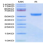 Biotinylated Mouse CD7 Protein (Primary Amine Labeling) (CD7-MM101B)