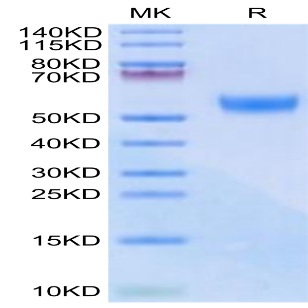 Biotinylated Mouse CD7 Protein (Primary Amine Labeling) (CD7-MM101B)