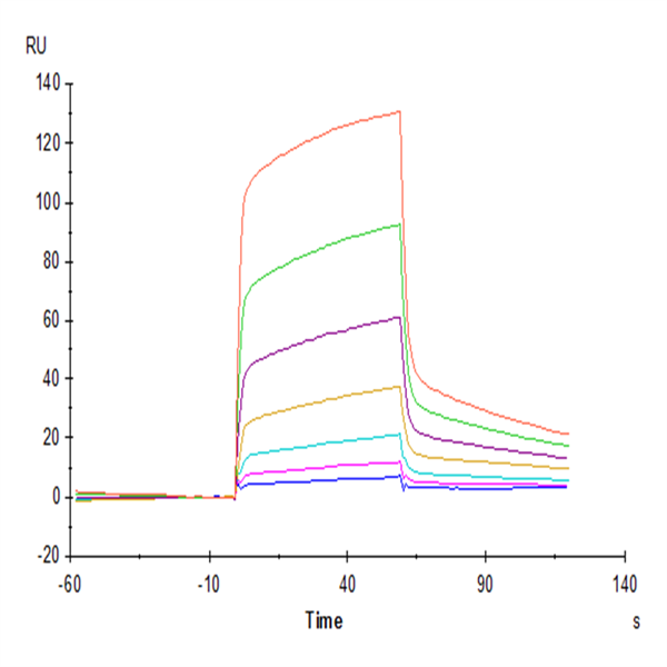 Mouse CD47 Protein (CD7-MM147) Mouse CD47 Protein (CD7-MM147)