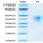 Mouse CD47 Protein (CD7-MM147)