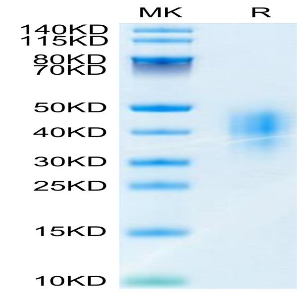 Mouse CD47 Protein (CD7-MM147)